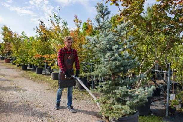 Thermalito, CA Tree Removal and Landscaping Services Company